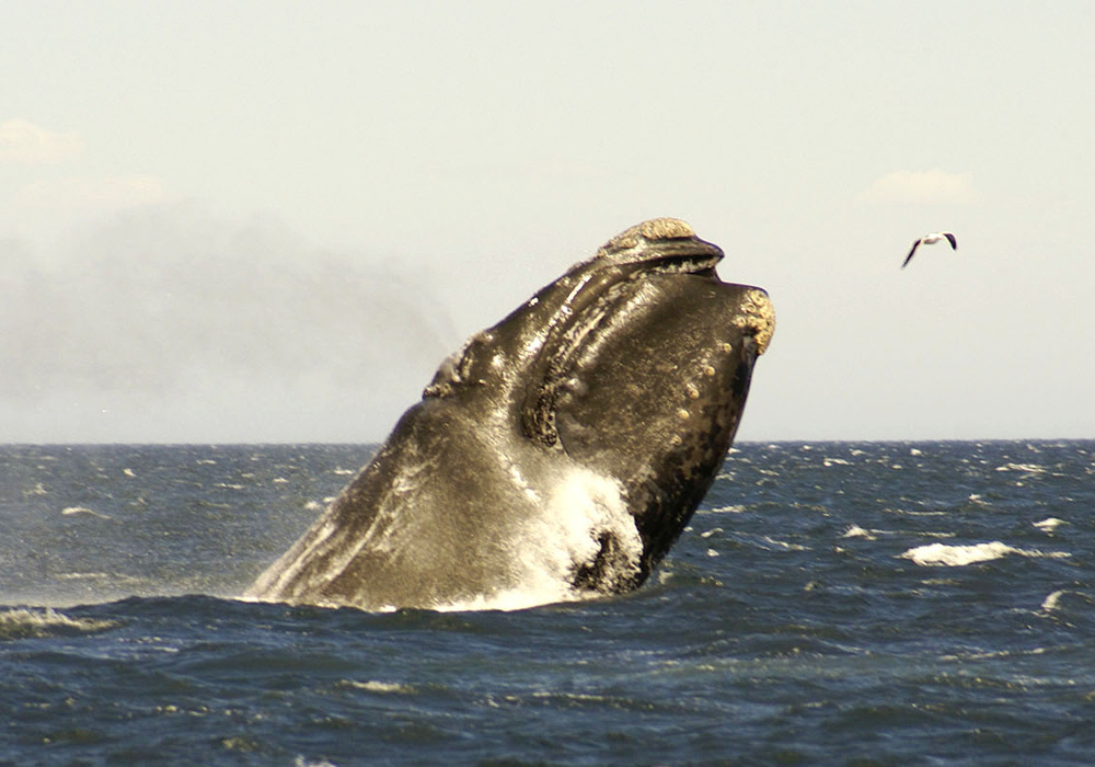 Southern Right Whale